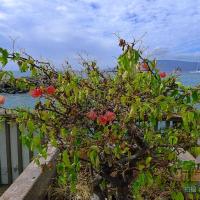 夏威夷茂宜岛美丽植物园+海滩+捕鲸港（下）