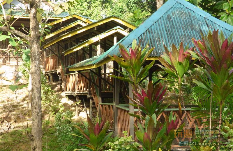 马来西亚沙巴山打根sepilok jungle resort西必洛雨林度假村